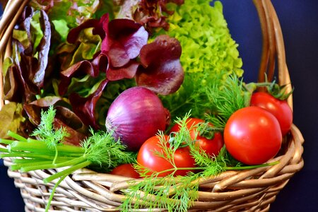Dill red onion lollo rosso