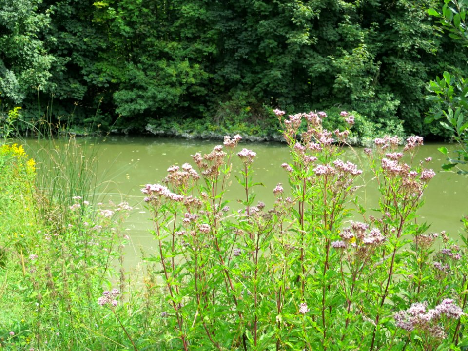 Zaubersee Ebersberger Forst 2