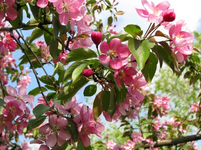 Summer colorful leaves