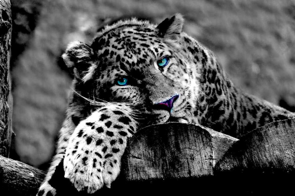 Zoo big cat black and white