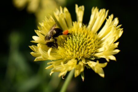 Pollen insect nature