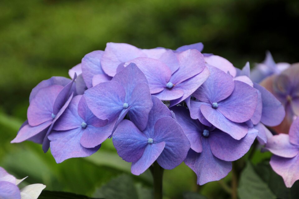 Bloom close up greenhouse hydrangea