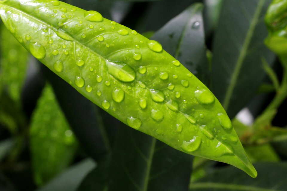 Leaf plant close up