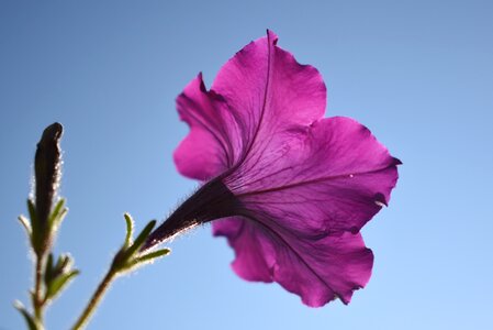 Flower purple floral photo