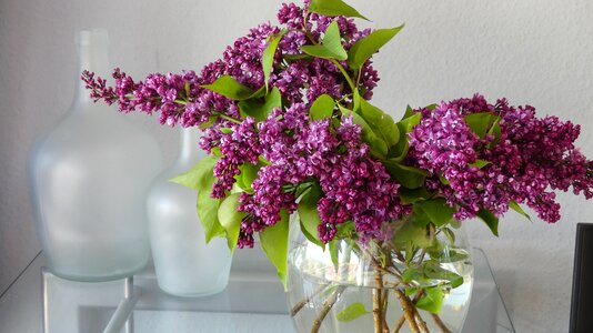 Lilac flower decoration spring