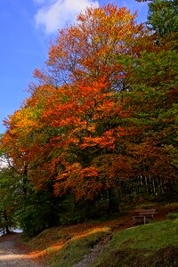 Fall color october autumn