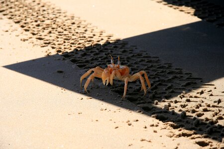 Desert the coast crab