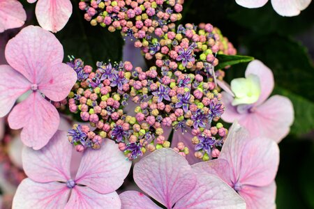 Bloom close up greenhouse hydrangea photo