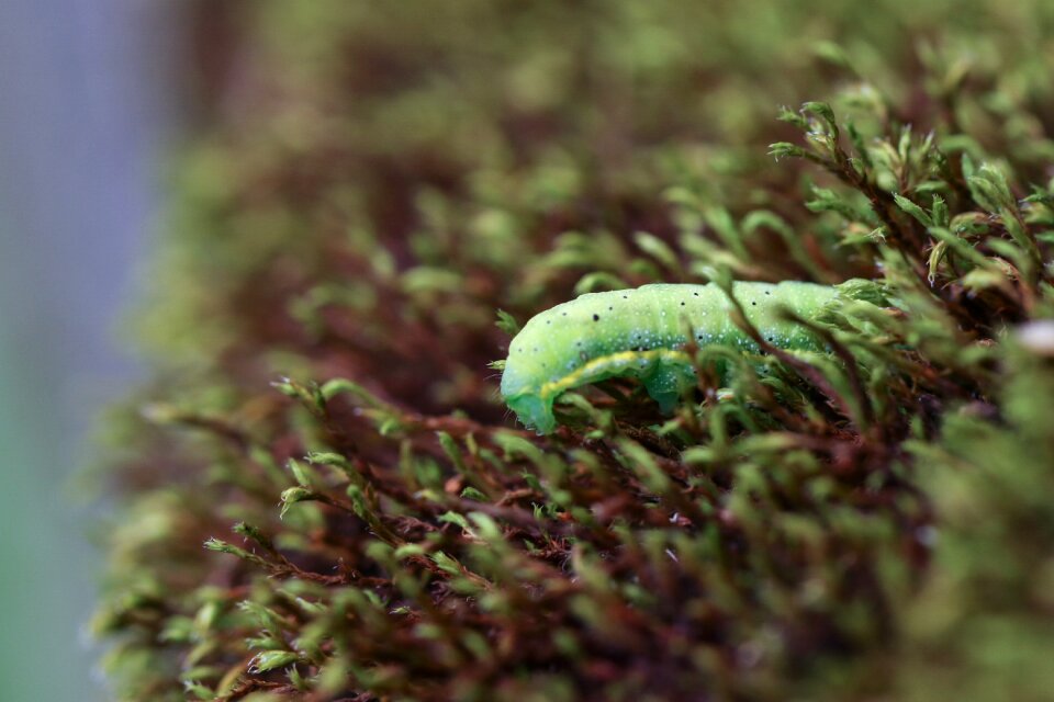 Caterpillar nature moss