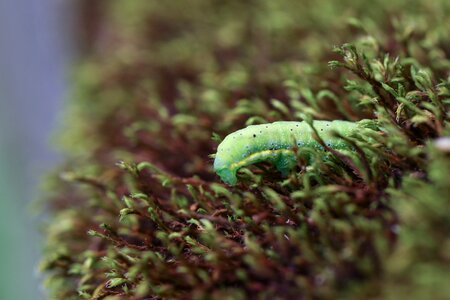 Caterpillar nature moss