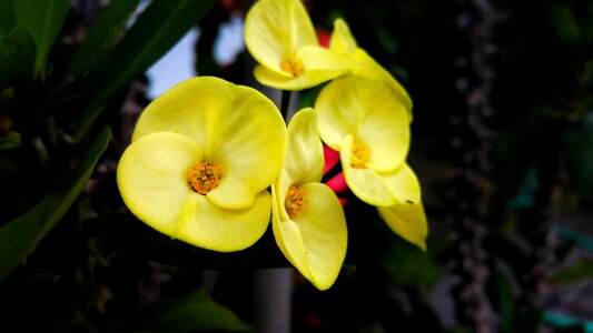 Yellow belize summer