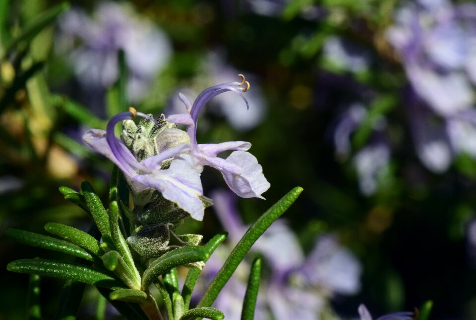 Purple small fragrance