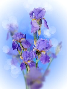 Beautiful flower lilac purple iris photo