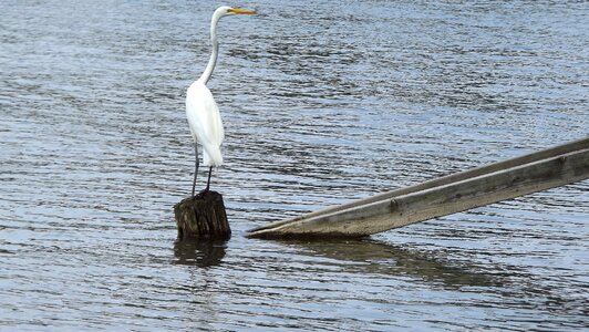 Great white egret lake nature