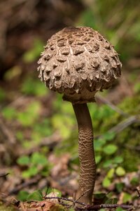 Giant schirmling delicacy forest mushroom photo