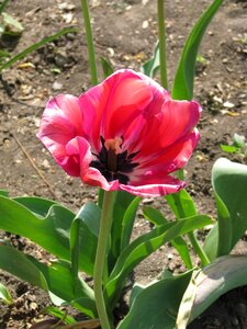 Nature spring flowers beautiful flower