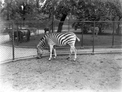 Zebra, Bestanddeelnr 252-1511