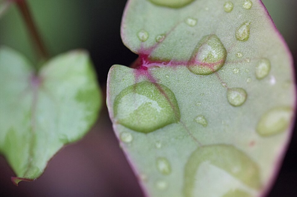 Background close up pearl