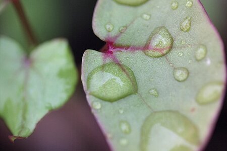 Background close up pearl