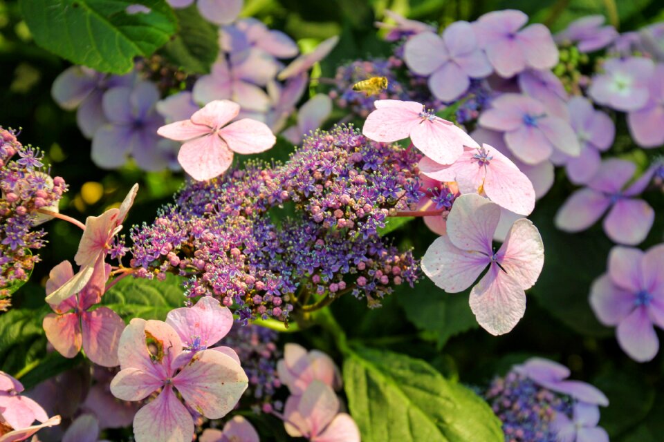 Bloom close up greenhouse hydrangea