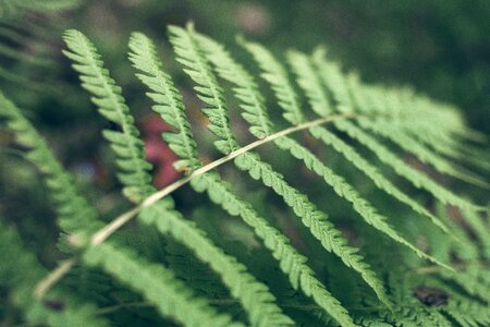 Macro fern plant leaf