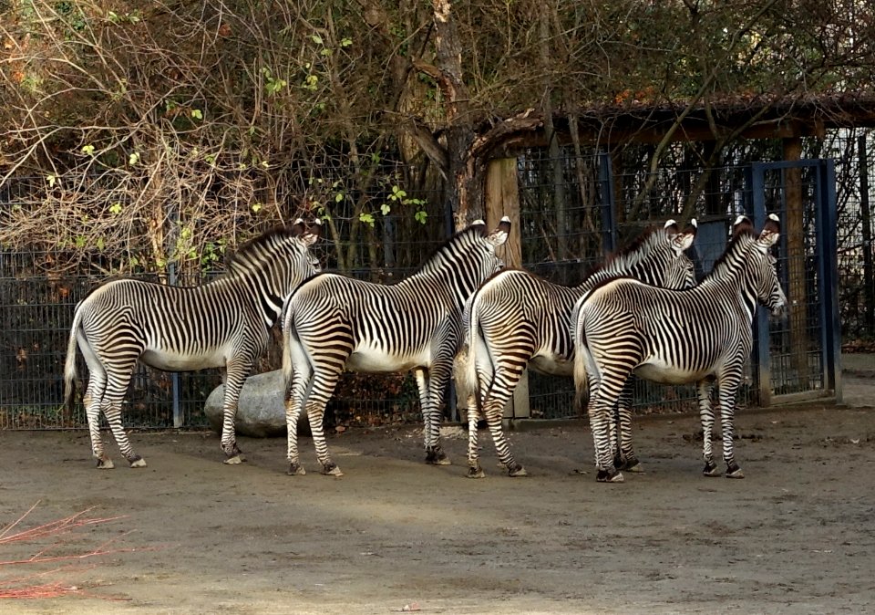 Zebras - Wilhelma Zoo - Stuttgart, Germany - DSC02248