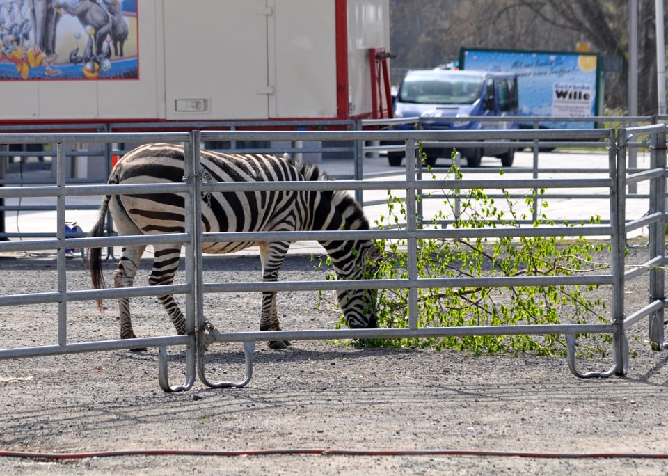 Zebra-Zirkus-Charles-Knie-02