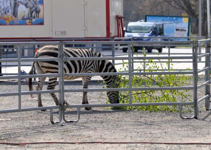 Zebra-Zirkus-Charles-Knie-02