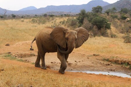 Elephant natural kenya