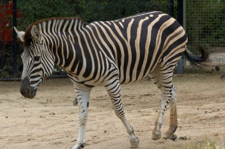 Zebra-Melbourne-Zoo-20070224-043