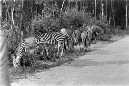 Zebra's langs de weg, Bestanddeelnr 922-6438