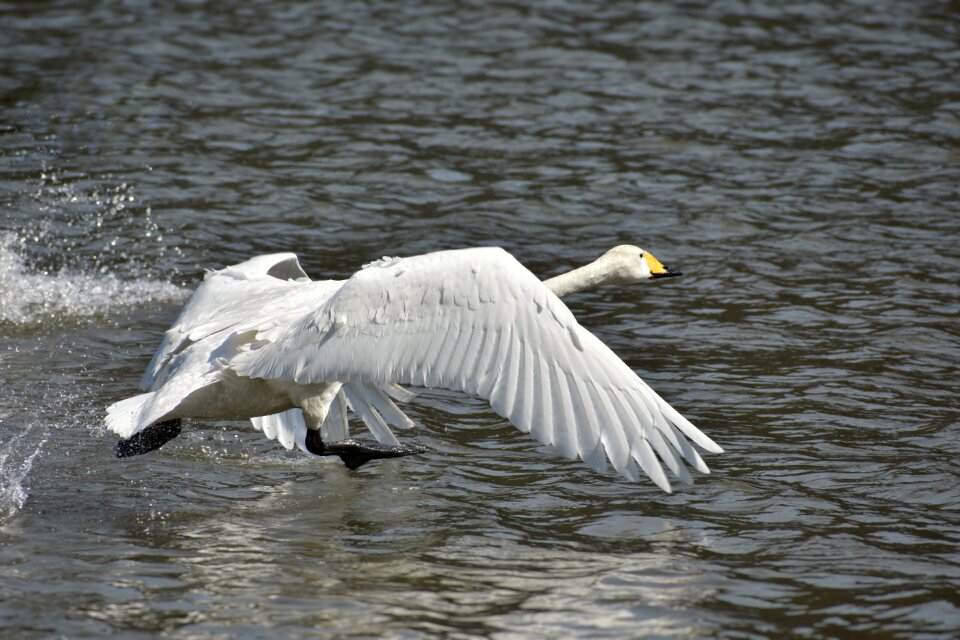 Bird wild birds waterfowl