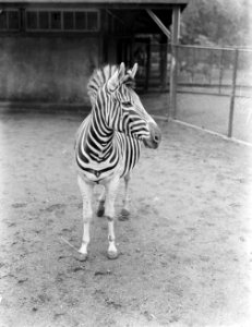 Zebra, Bestanddeelnr 252-1519