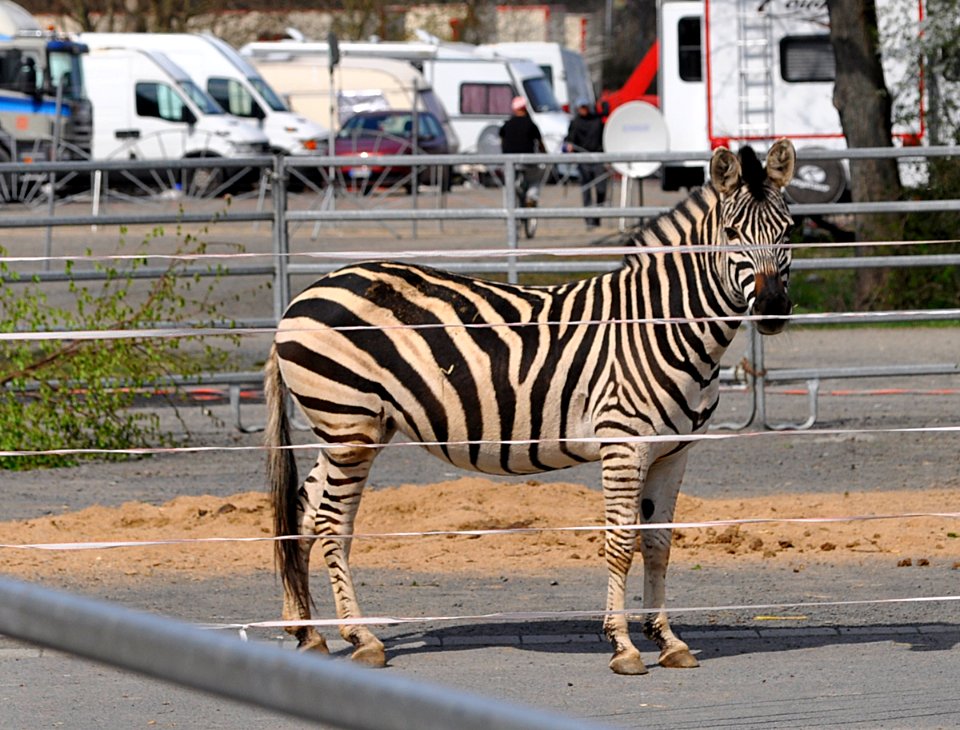 Zebra-Zirkus-Charles-Knie-03