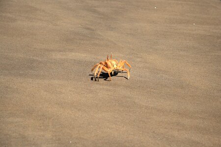 Desert the coast crab