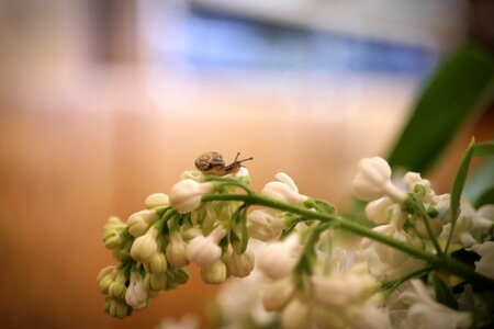 Insect close up snail