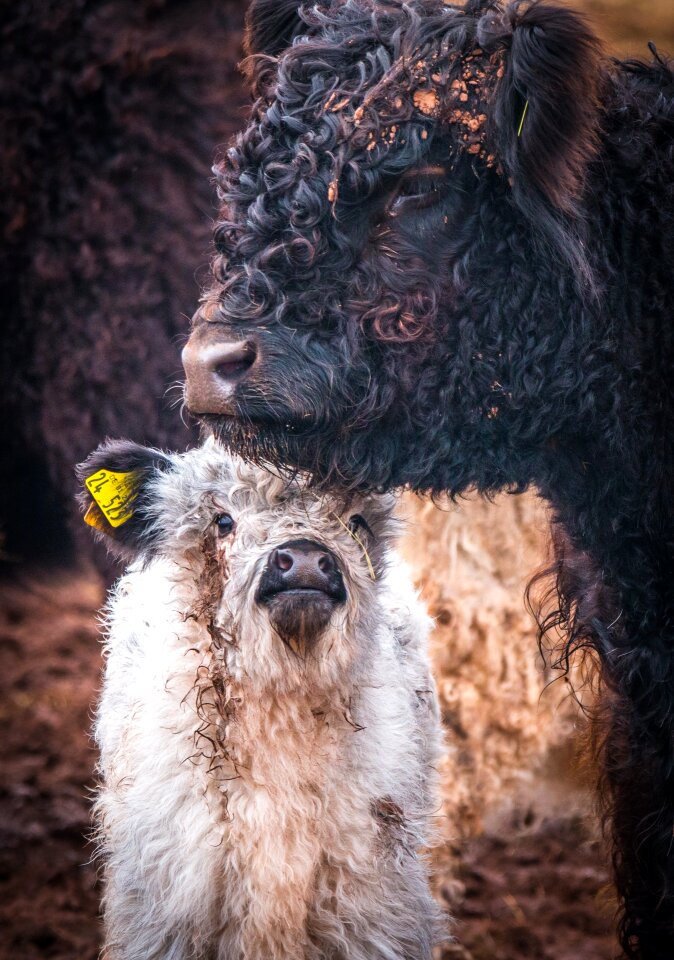 Animal nature farm