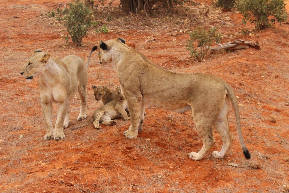 Lion løveunger kenya