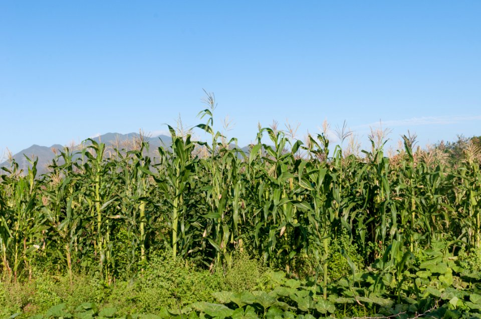 Zea mays in Margarita