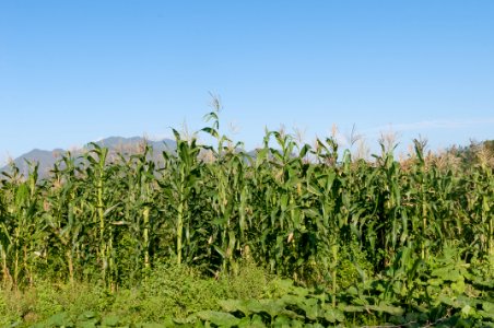 Zea mays in Margarita