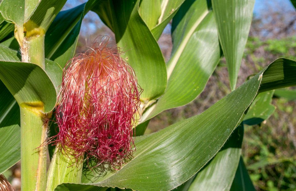Zea mays in Margarita island