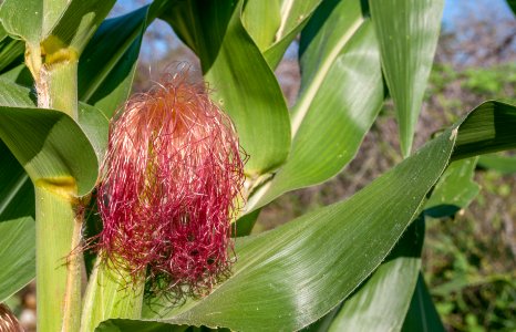 Zea mays in Margarita island