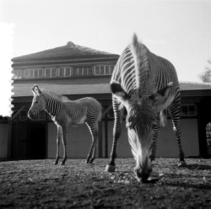 Zebra geboren in Artis, Bestanddeelnr 908-3657
