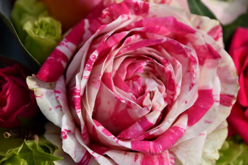 Nature pink harlequin color