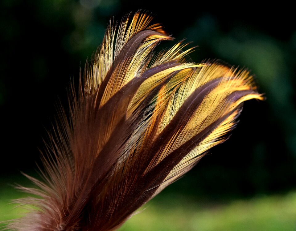 Nature plumage bird feather