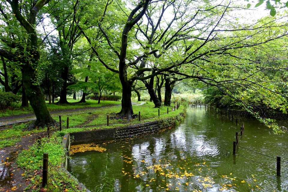Zenpukuji Park - Suginami, Tokyo - DSC01704