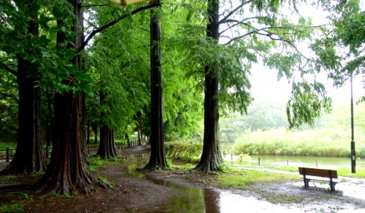 Zenpukuji Park - Suginami, Tokyo - DSC01690