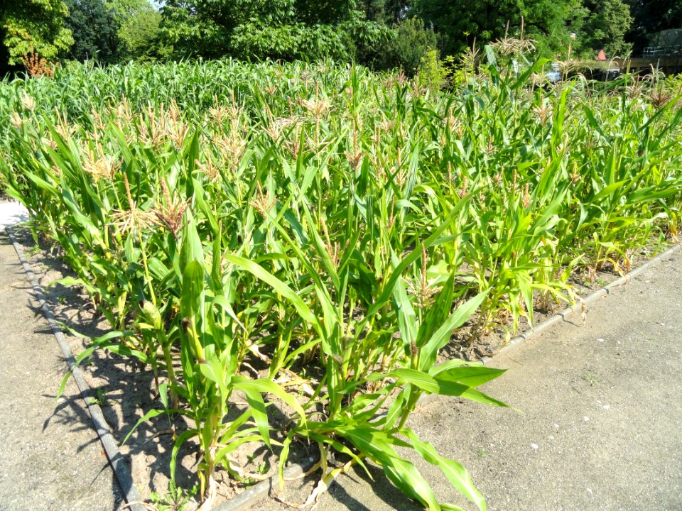 Zea mays - Botanischer Garten, Frankfurt am Main - DSC03202
