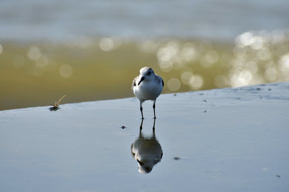 Wave bird wild birds