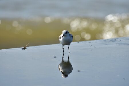 Wave bird wild birds